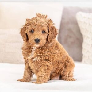 Teddy male